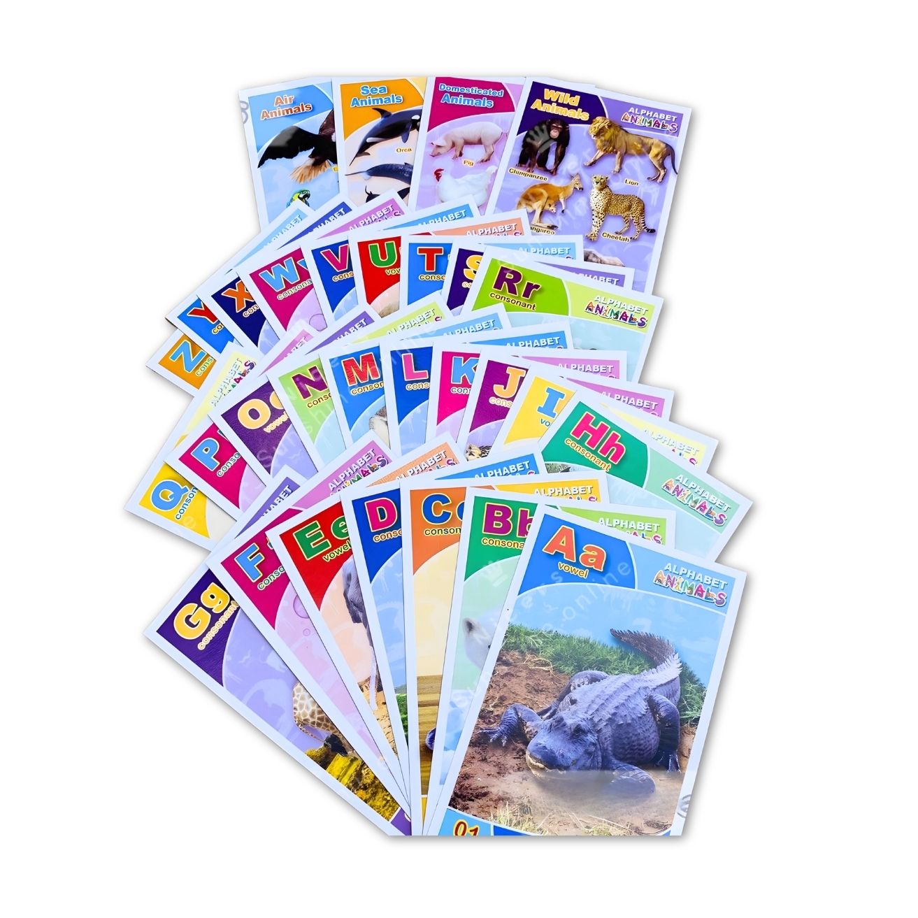 Vanda Flash Cards photo